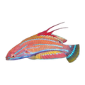 Carpenters Flasher Wrasse | Paracheilinus carpenteri