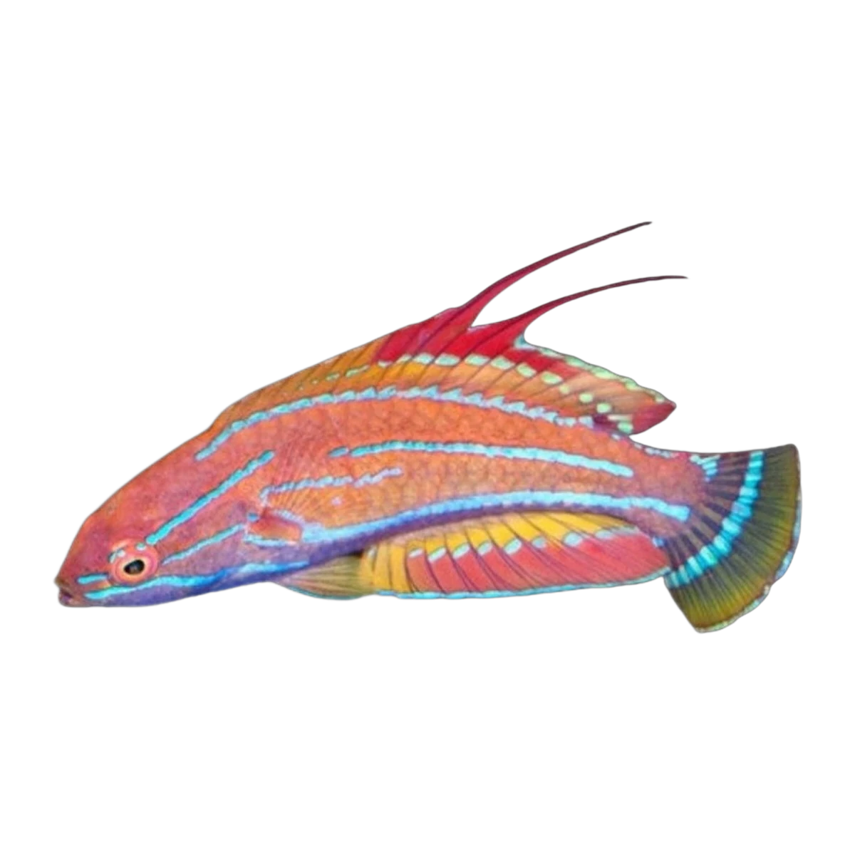 Carpenters Flasher Wrasse | Paracheilinus carpenteri