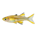 Celebes Rainbowfish