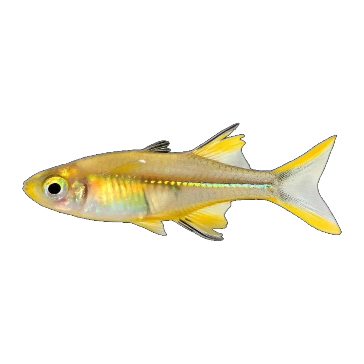 Celebes Rainbowfish