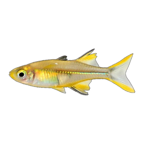 Celebes Rainbowfish