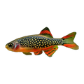 Celestial Pearl Danio | Danio margaritatus