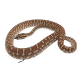 Centralian Carpet Python | Morelia bredli