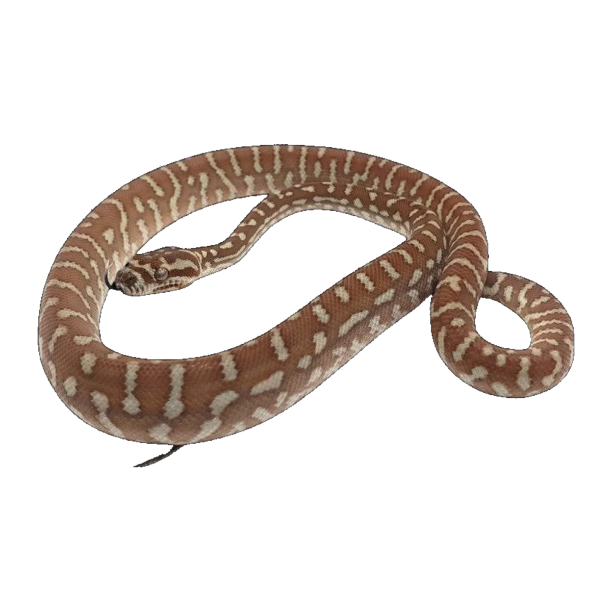 Centralian Carpet Python | Morelia bredli