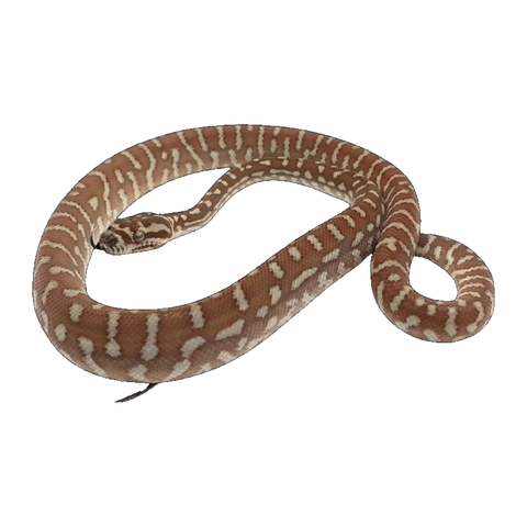 Centralian Carpet Python | Morelia bredli