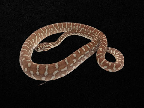 Centralian Carpet Python | Morelia bredli