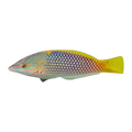 Checkerboard Wrasse | Halichoeres hortulanus