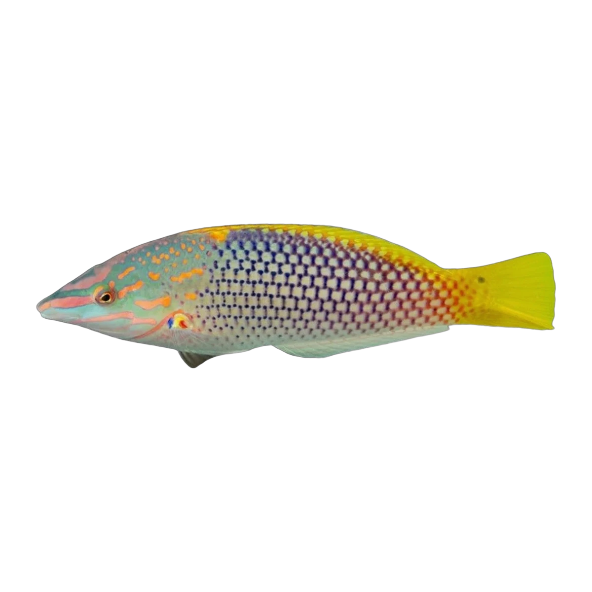 Checkerboard Wrasse | Halichoeres hortulanus