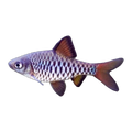 Checkered Barb