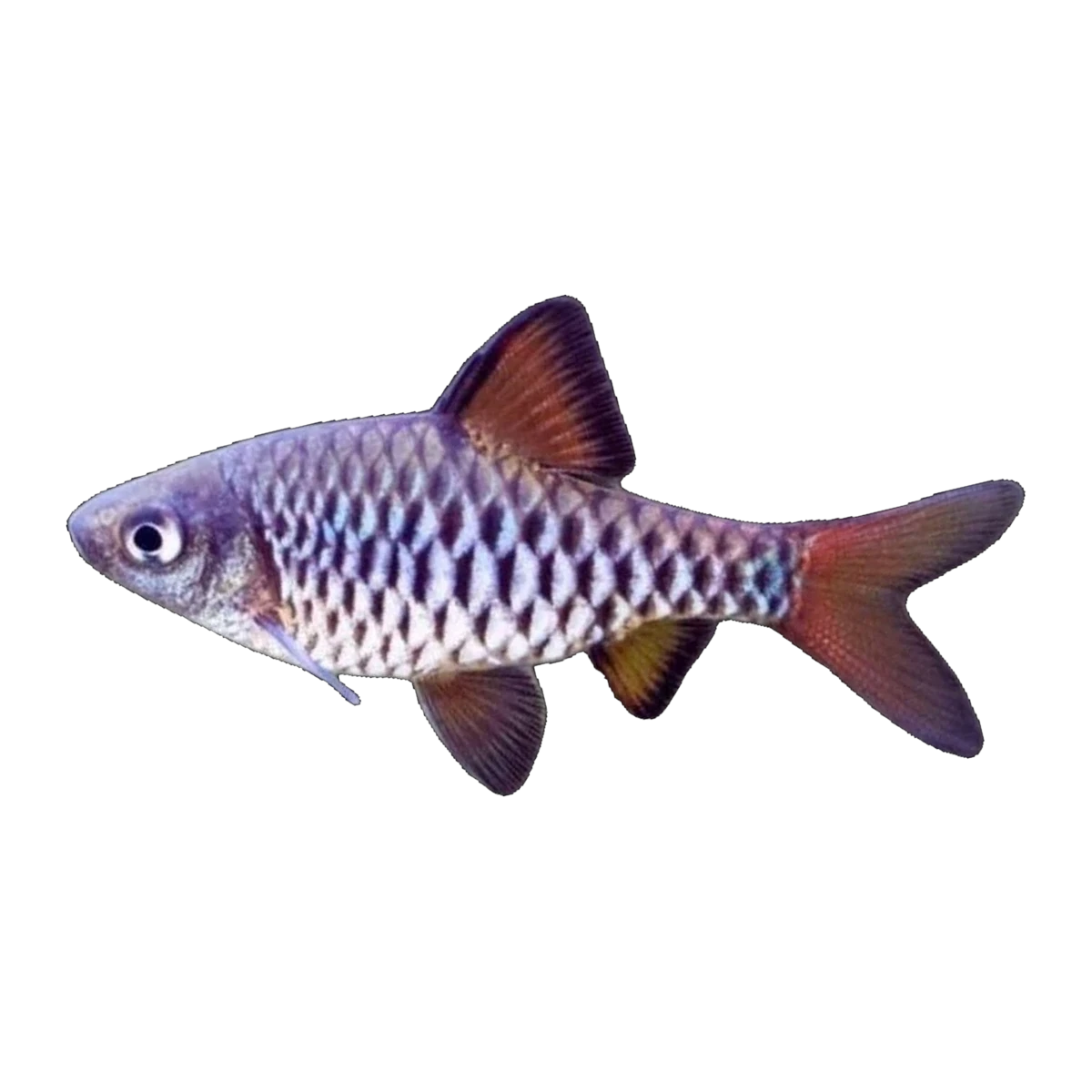 Checkered Barb