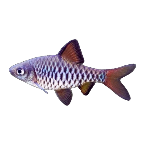 Checkered Barb