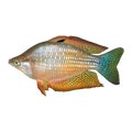 Chequered Rainbowfish