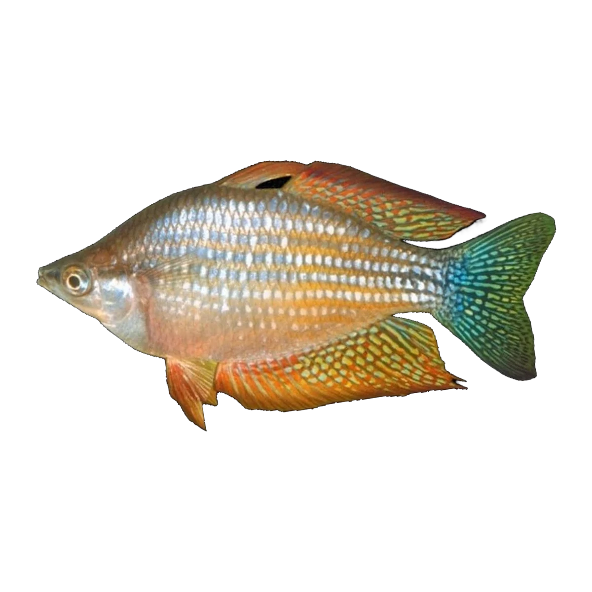 Chequered Rainbowfish
