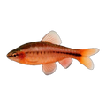 Cherry Barb
