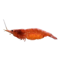 Cherry Shrimp