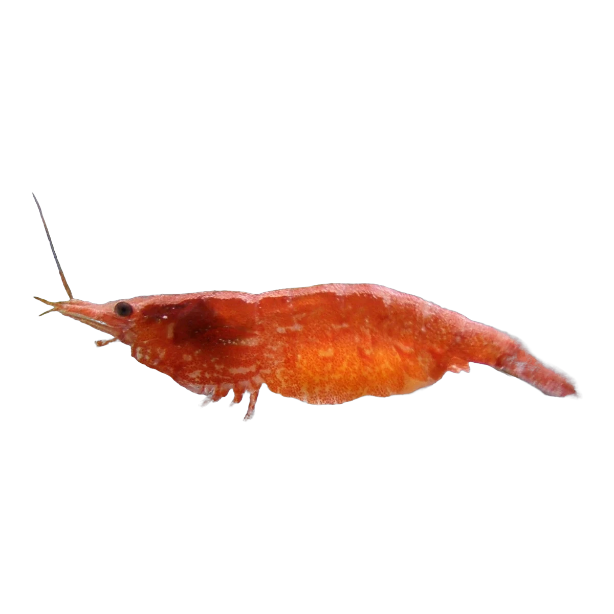 Cherry Shrimp