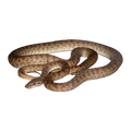 Children's Python | Antaresia childreni