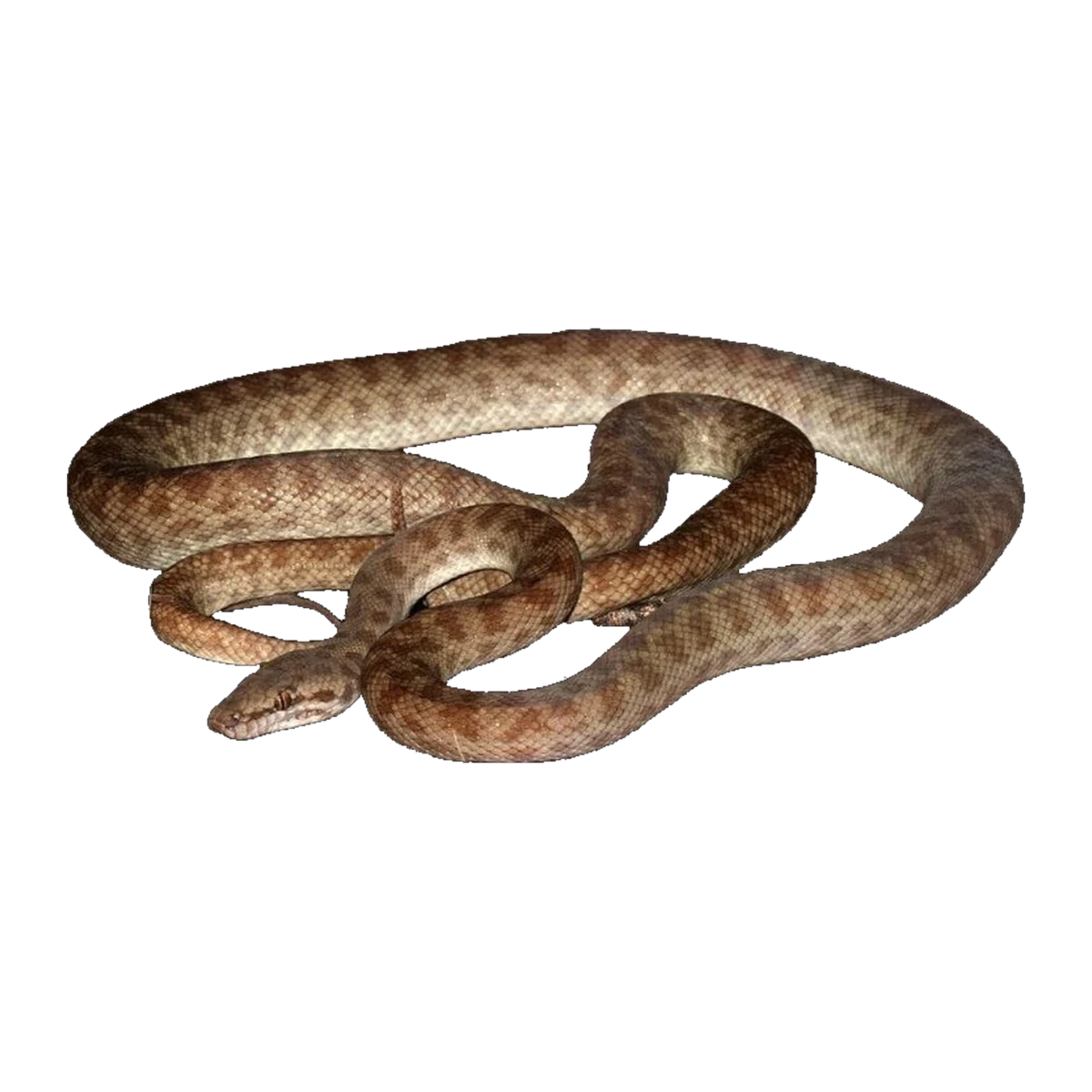 Children's Python | Antaresia childreni