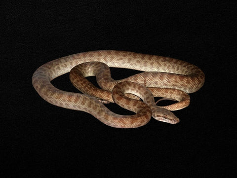 Children's Python | Antaresia childreni