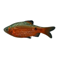 Chilli Rosy Barb