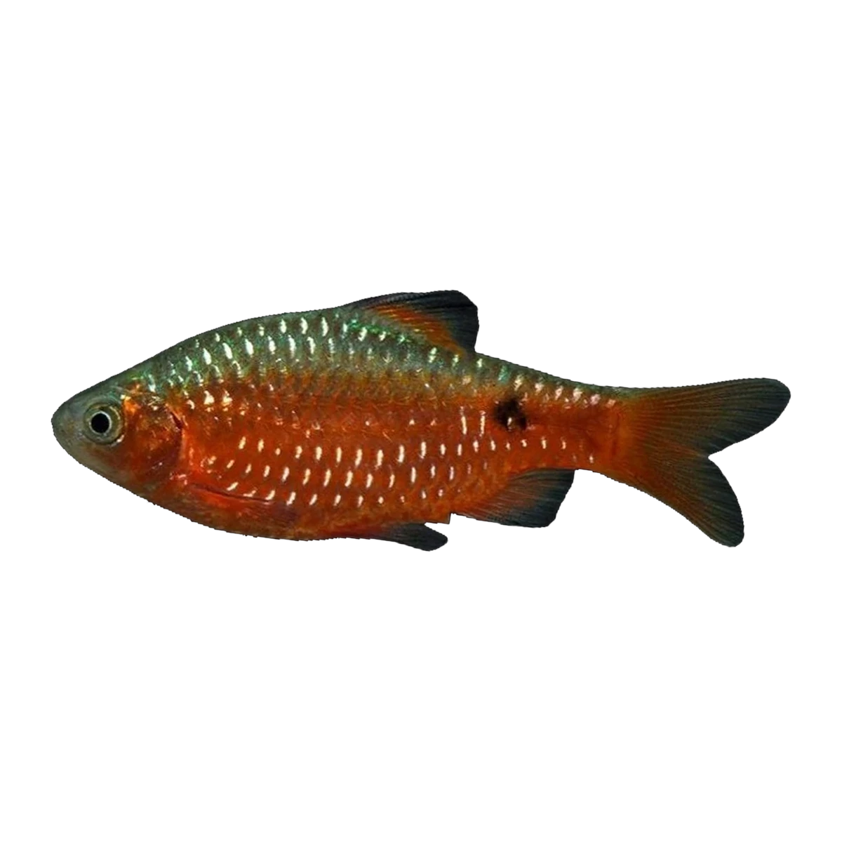 Chilli Rosy Barb