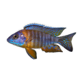 Chiloela Peacock Cichlid – Aulonocara sp.