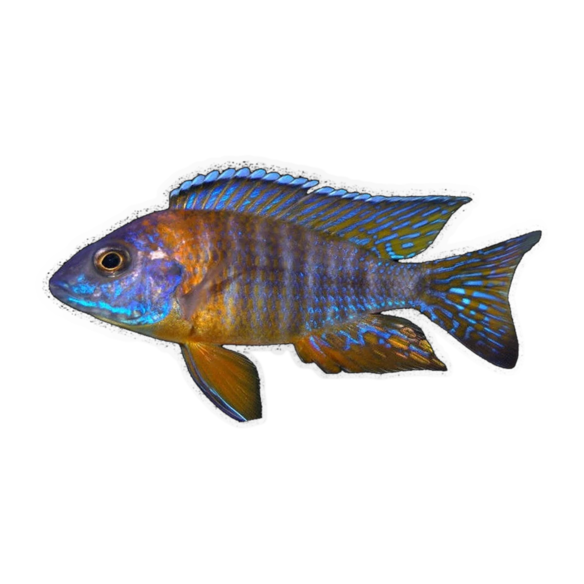 Chiloela Peacock Cichlid – Aulonocara sp.