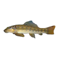 Chinese Algae Eater