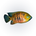 Chiseltooth Cichlid (Cincelichthys bocourti), side profile facing right