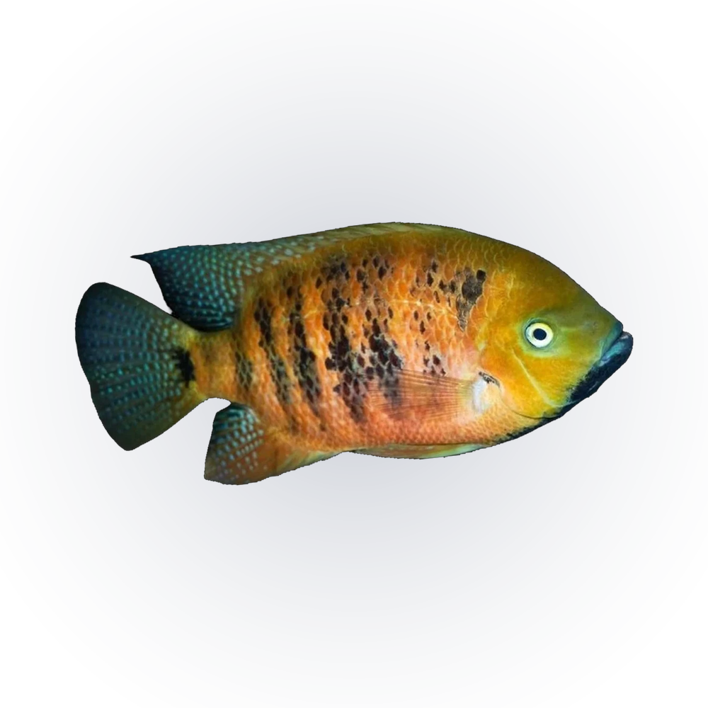 Chiseltooth Cichlid (Cincelichthys bocourti), side profile facing right