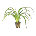 Chlorophytum In Pot