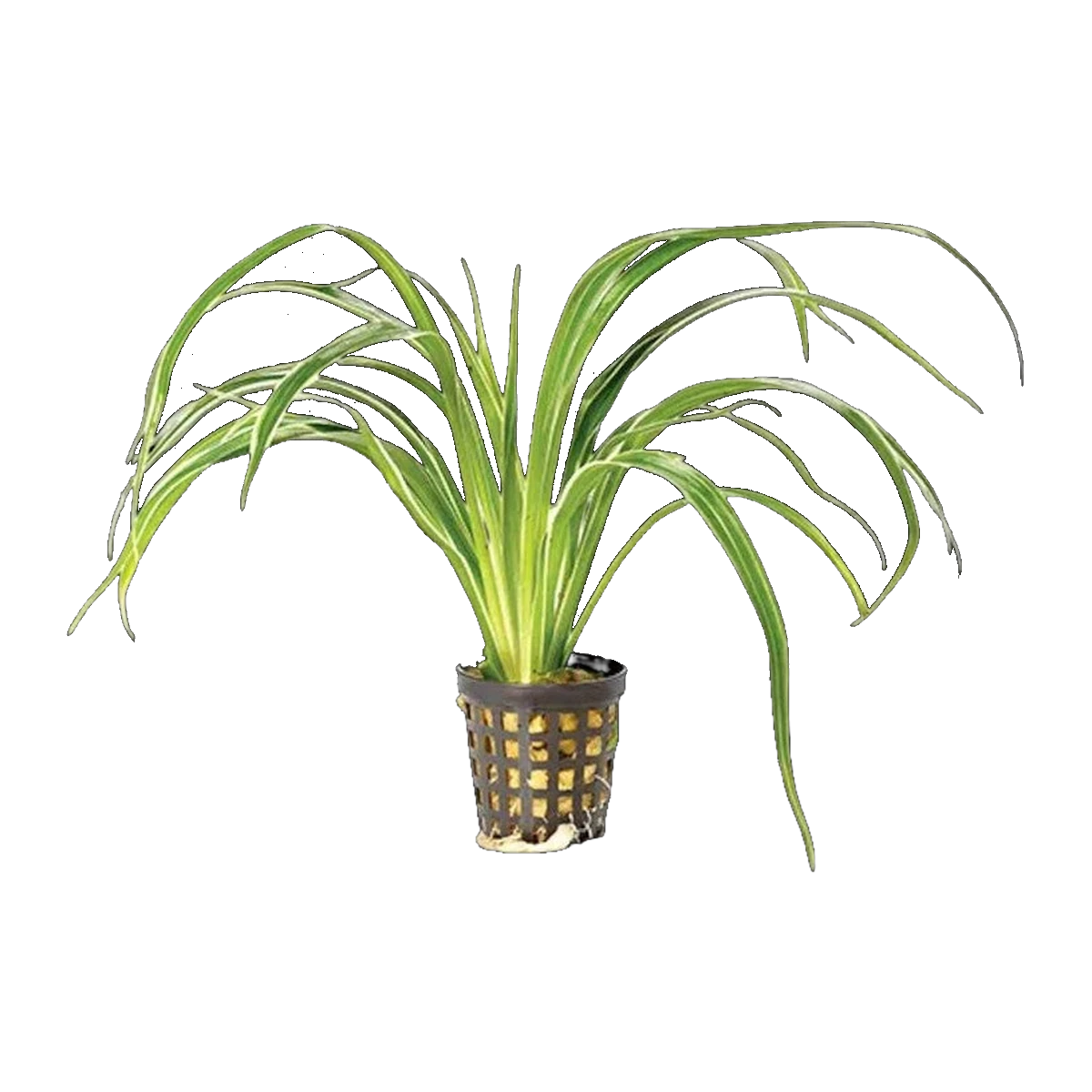 Chlorophytum In Pot