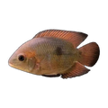 Chocolate Cichlid (Hypselecara temporalis)