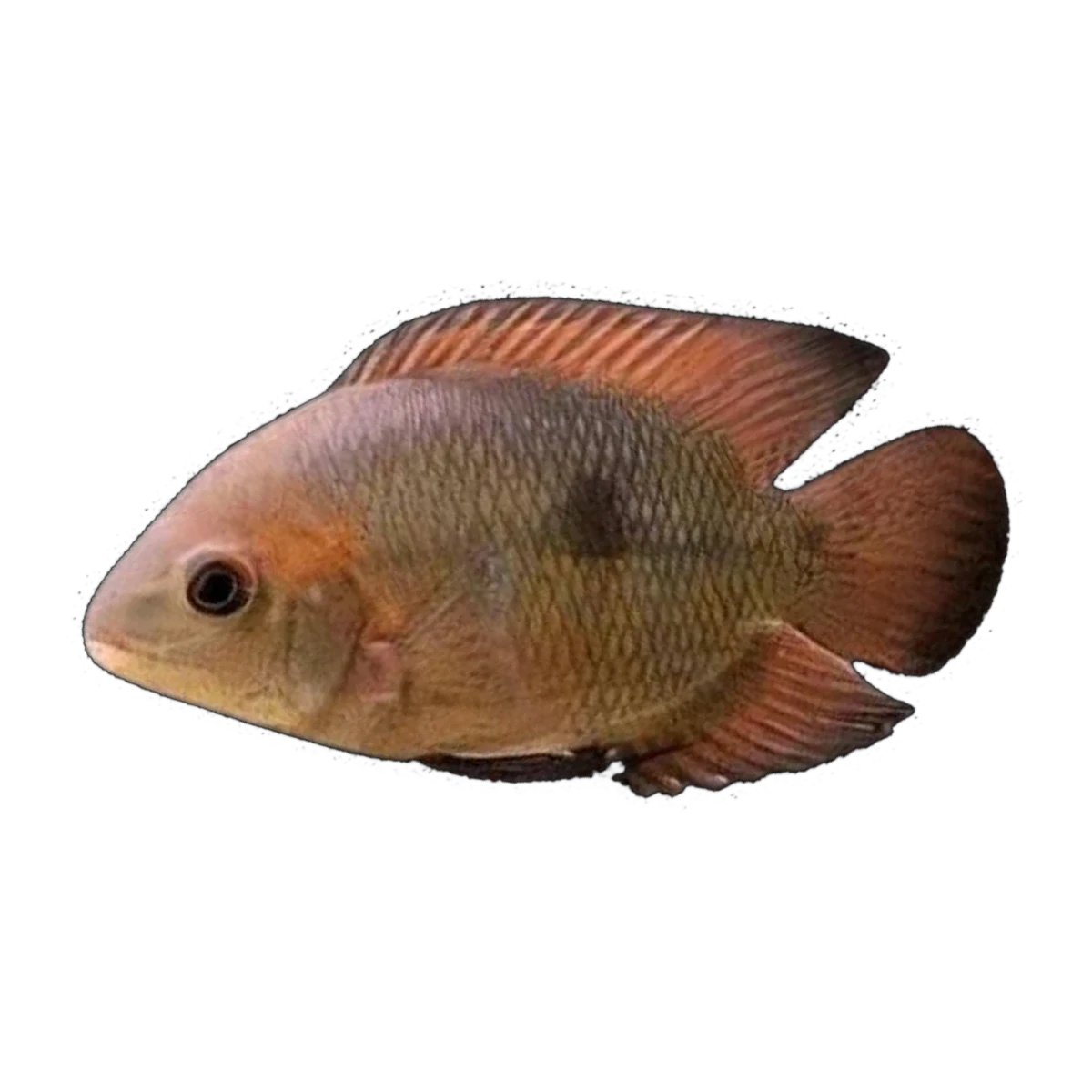 Chocolate Cichlid (Hypselecara temporalis)