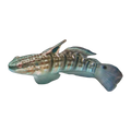 Chocolate Goby | Amblygobius phalaena