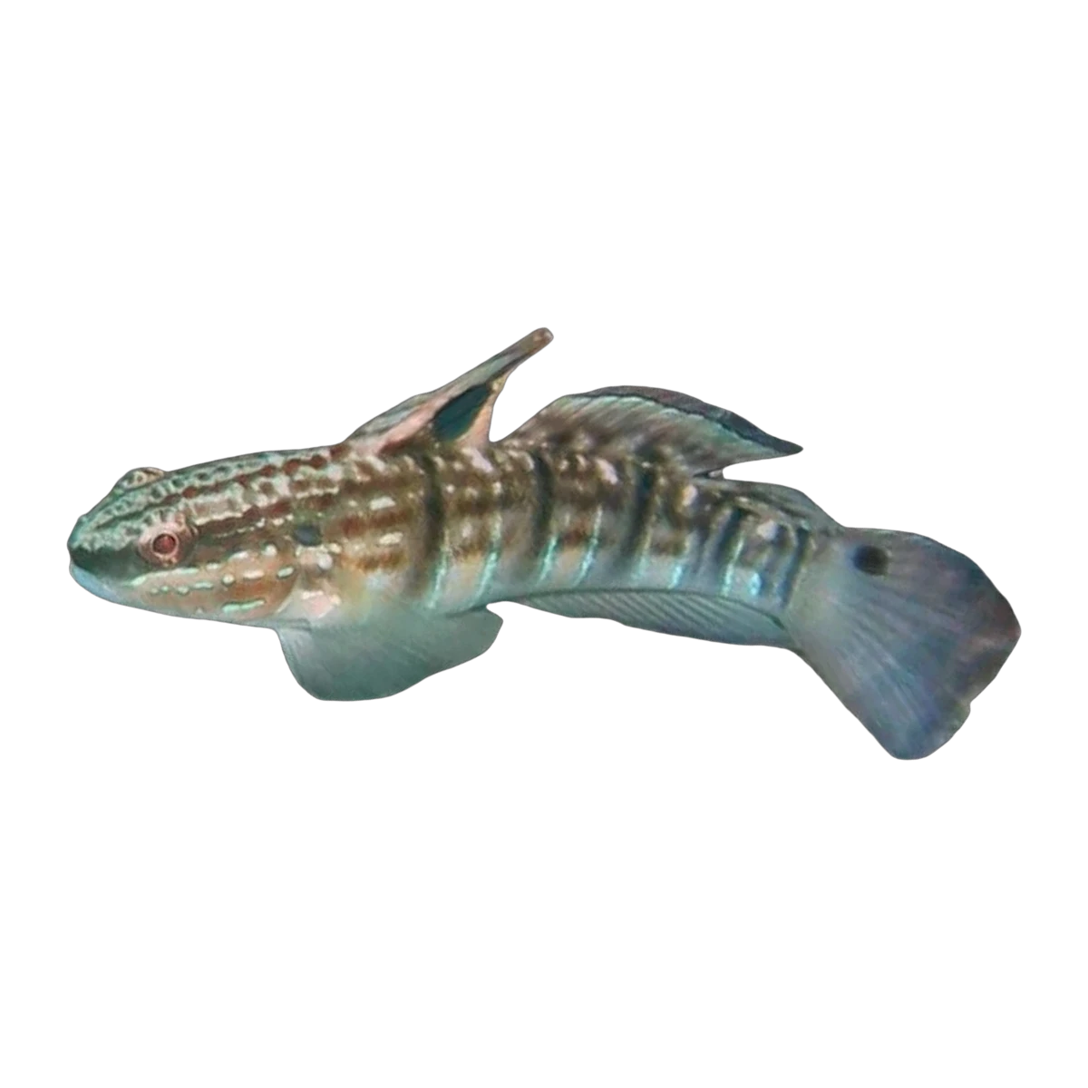 Chocolate Goby | Amblygobius phalaena