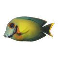 Chocolate Mimic Tang | Acanthurus pyroferus