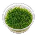 Christmas Moss