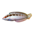 Christmas Wrasse | Coris dorsomacula