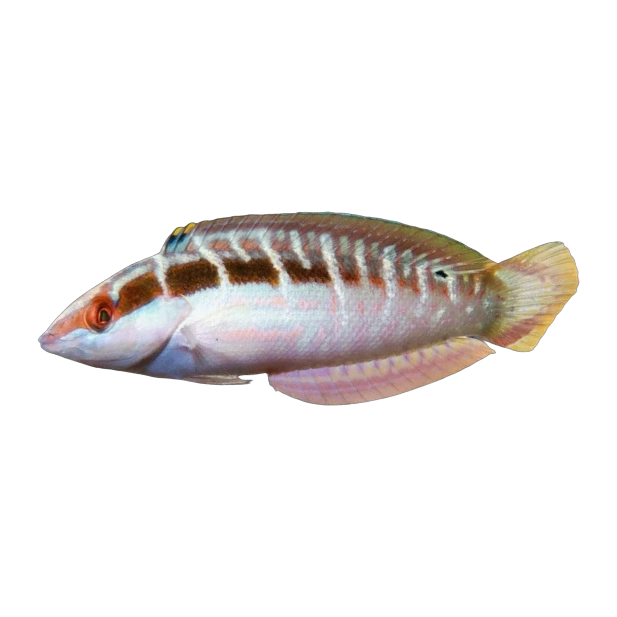 Christmas Wrasse | Coris dorsomacula
