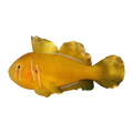 Citrinus Coral Goby | Gobiodon citrinus