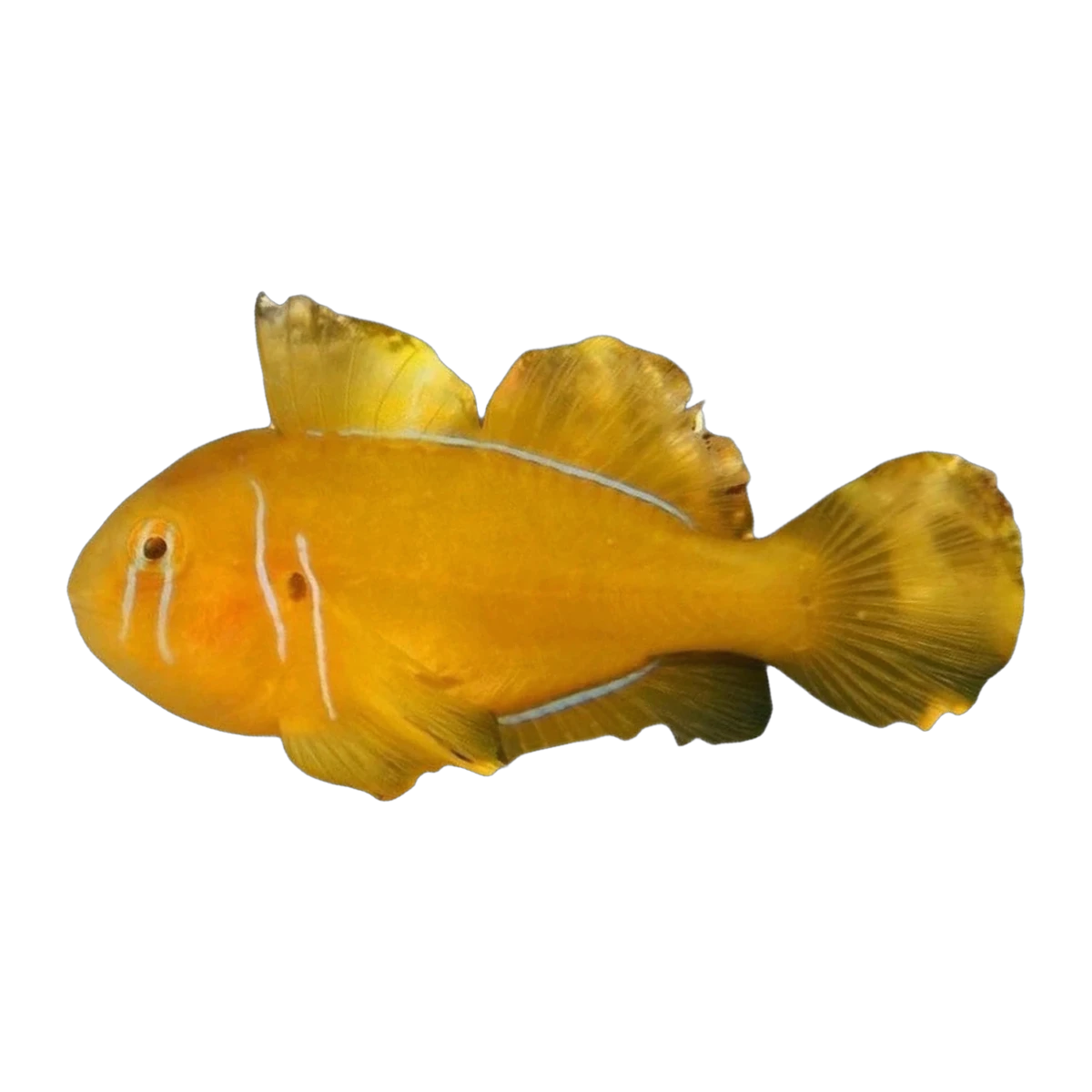 Citrinus Coral Goby | Gobiodon citrinus