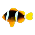 Clarkii Clownfish Pair | Amphiprion clarkii