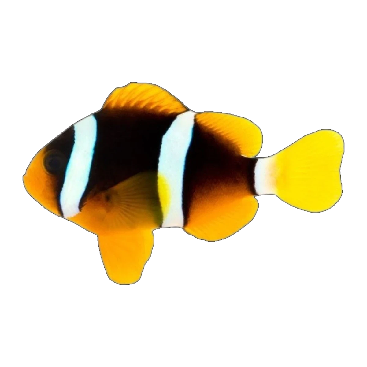 Clarkii Clownfish Pair | Amphiprion clarkii