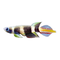 Clown Killifish