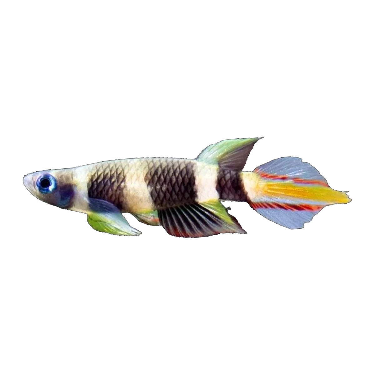 Clown Killifish