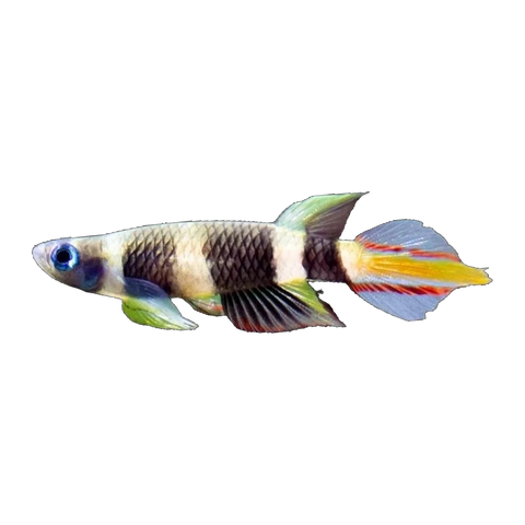 Clown Killifish