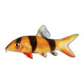 Clown Loach