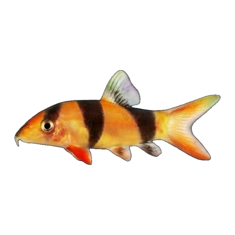 Clown Loach