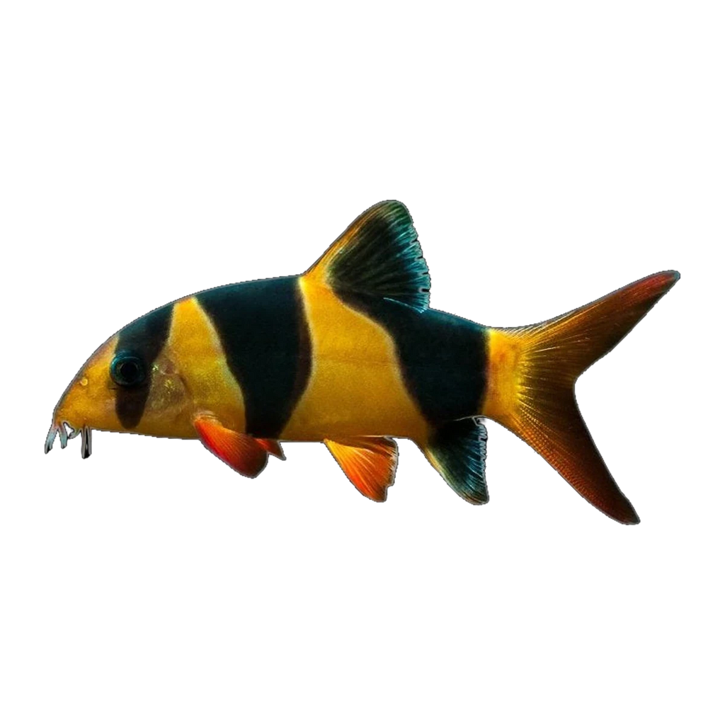 Clown Loach | Chromobotia macracanthus